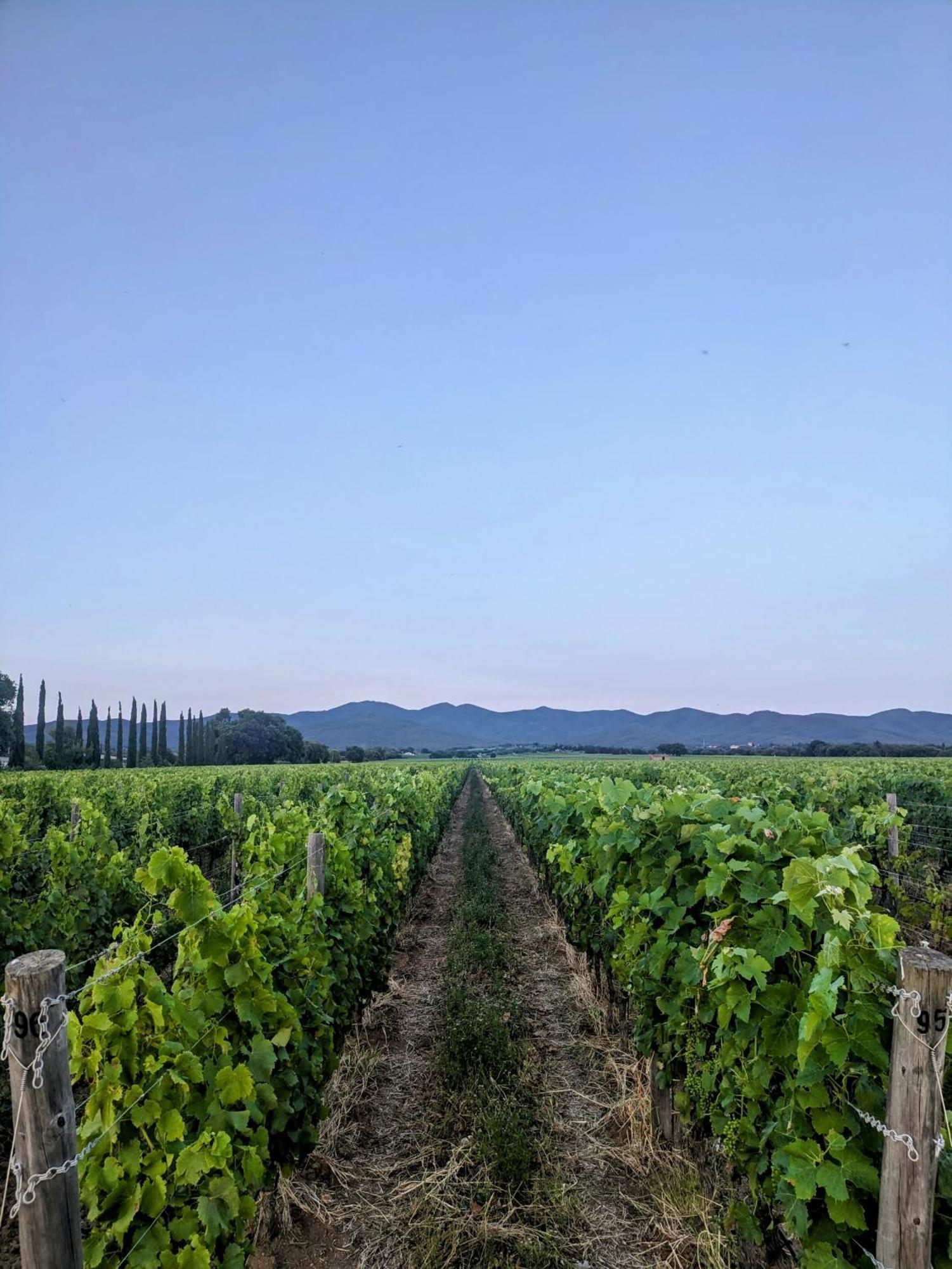 Agriturismo I Debbi Bibbona Kültér fotó