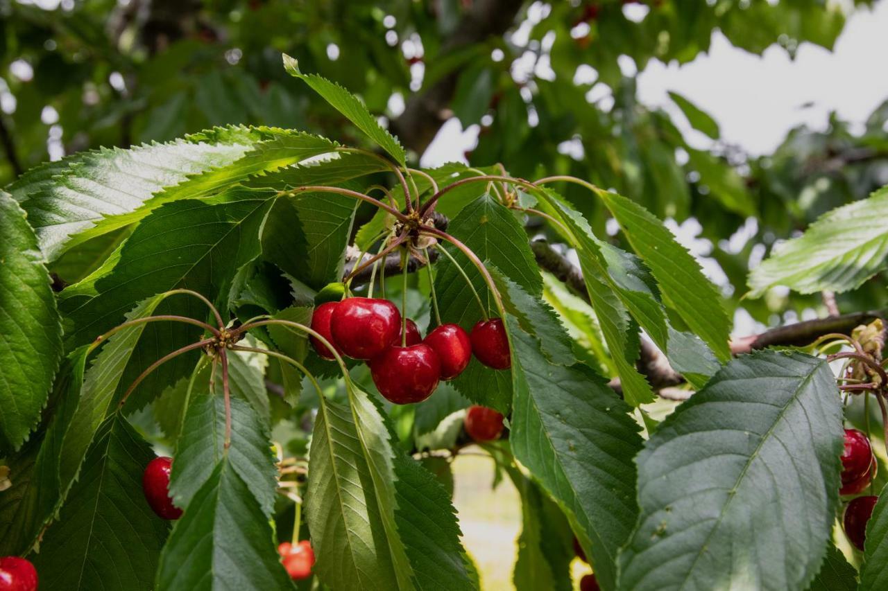 Agriturismo I Debbi Bibbona Kültér fotó